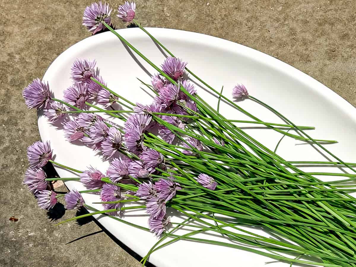 Chive blossoms on a white platter.